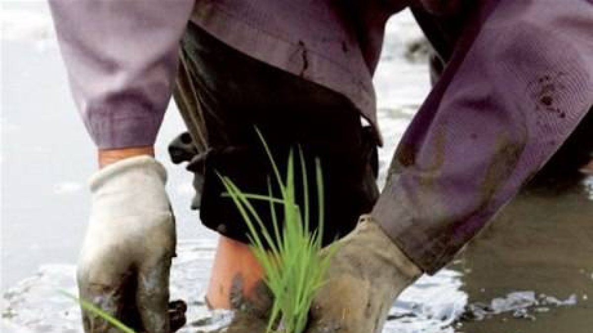 Melanio: RD podría convertirse en el granero del Caribe