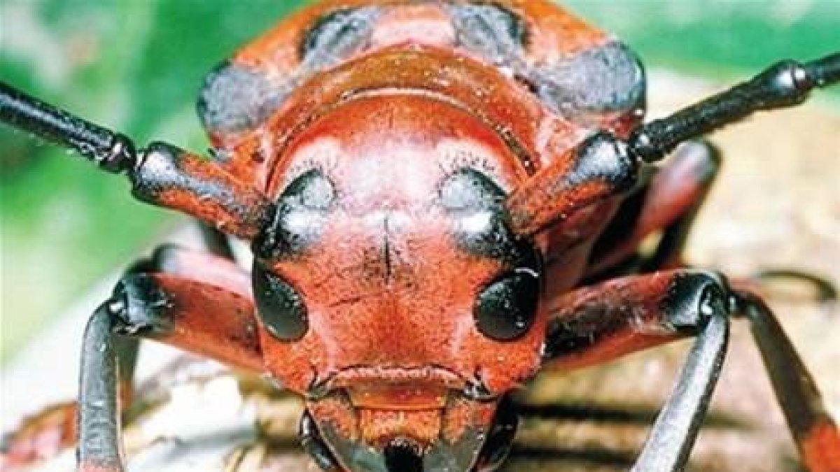 Menudo mundoHay 130 especies de insectos amenazadas de extinción