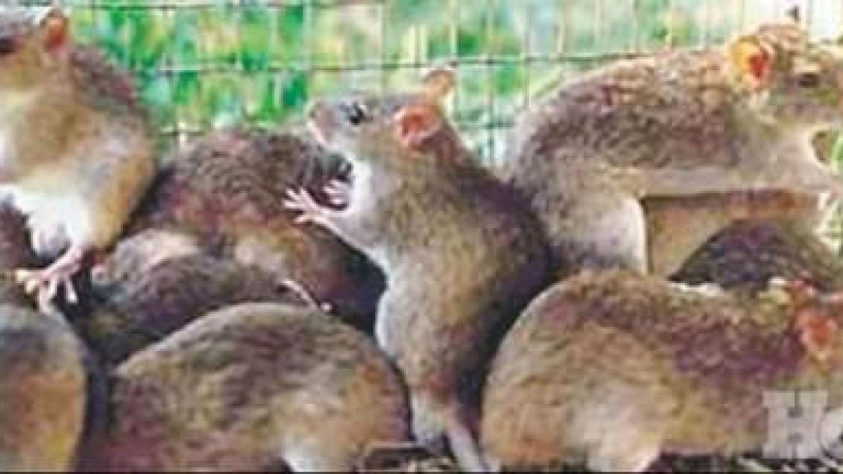 Fallece agricultor por leptopirosis en comunidad de Moca