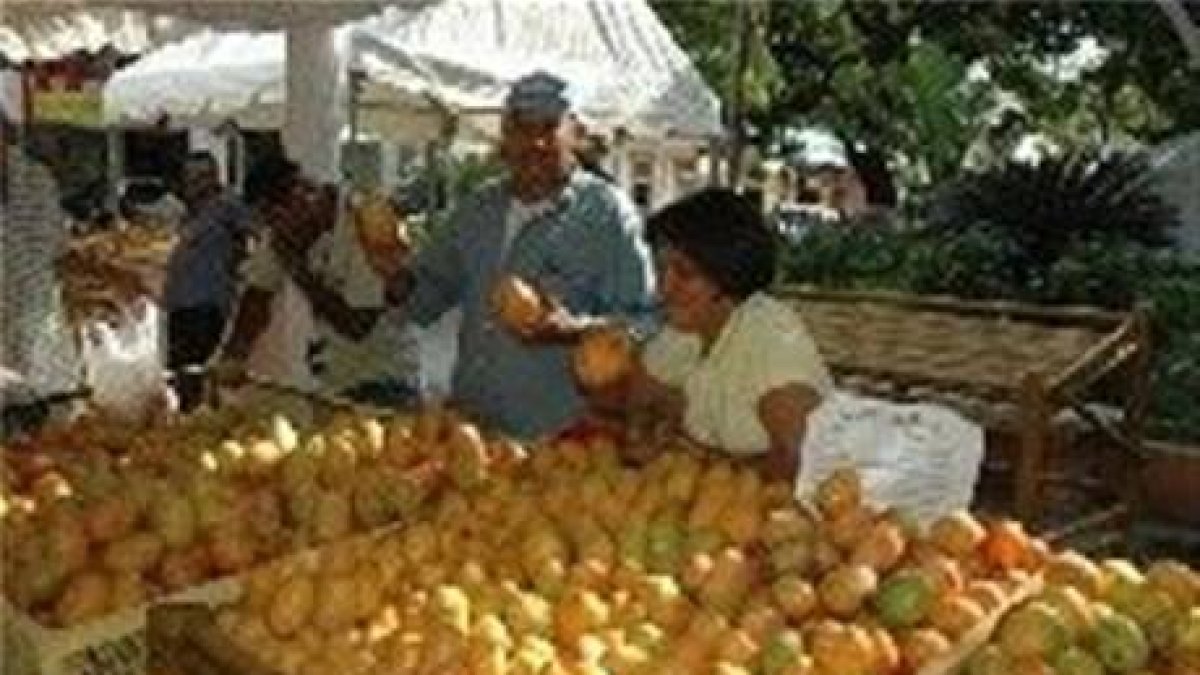 Reconocen propulsores del cultivo del mango