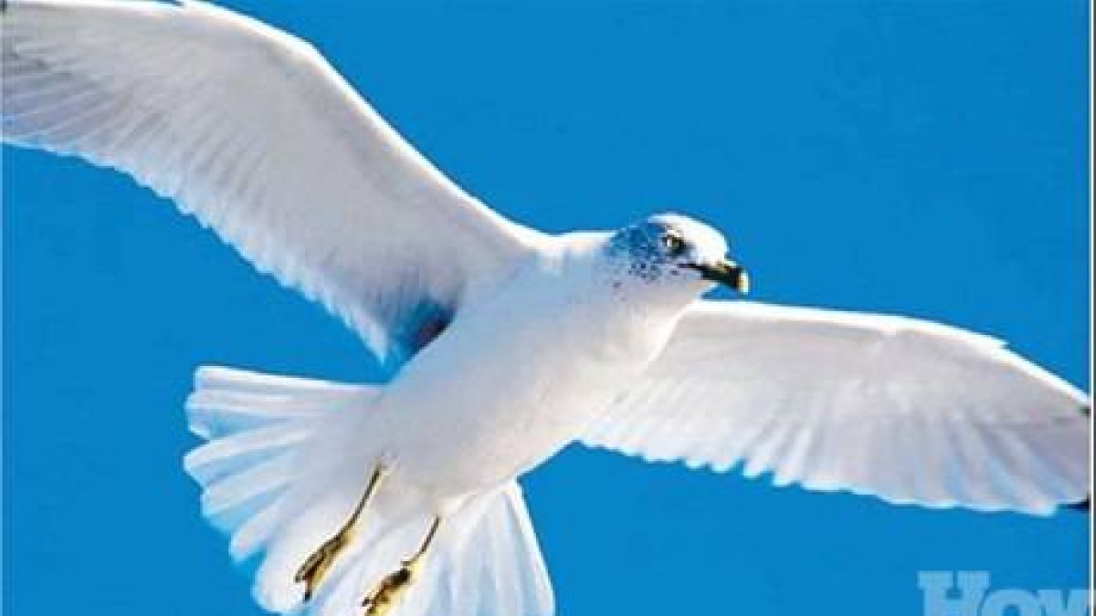 Registran nuevos tipos de aves en Costa Rica