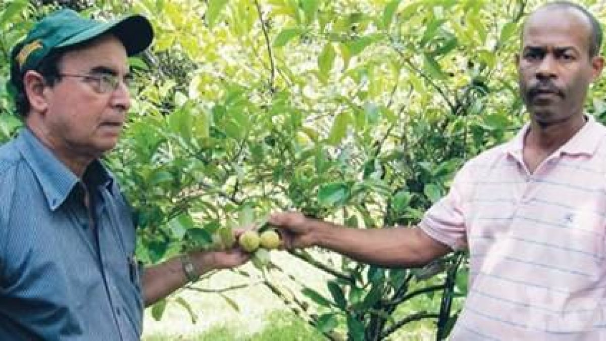 La nuez moscada es cultivada en el país