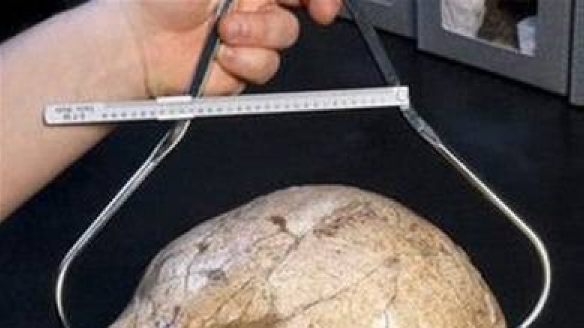 Conozca al antepasado del ser humano