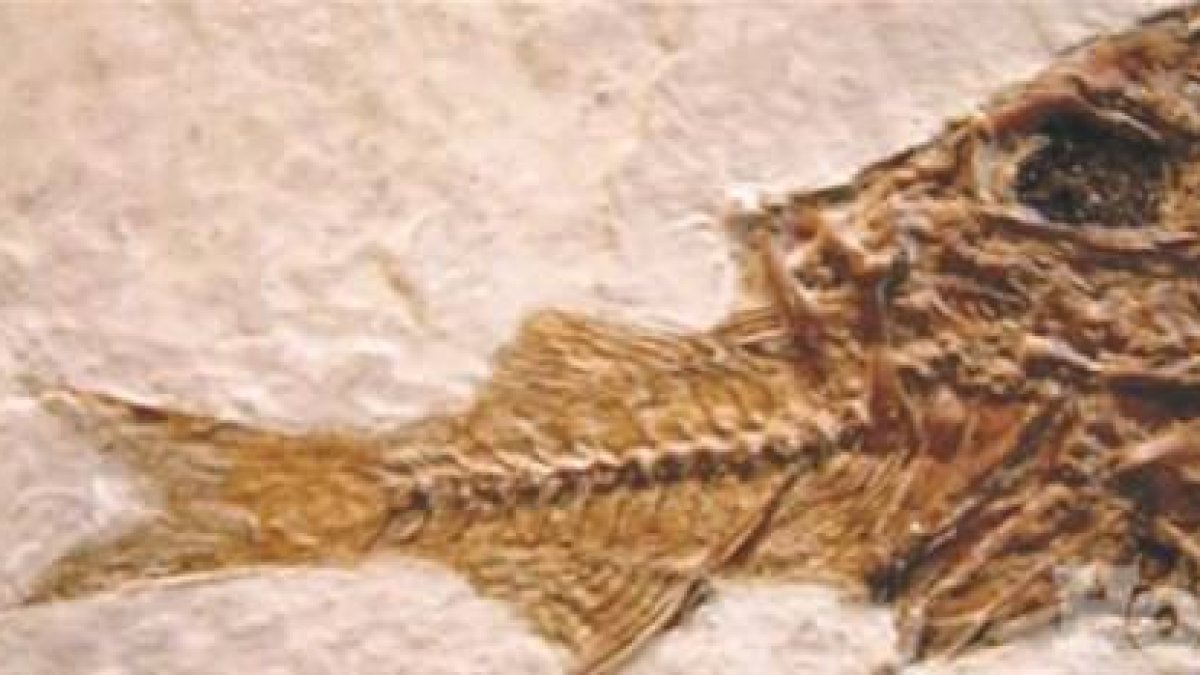 Fósiles peces habrían tenido músculos abdominales