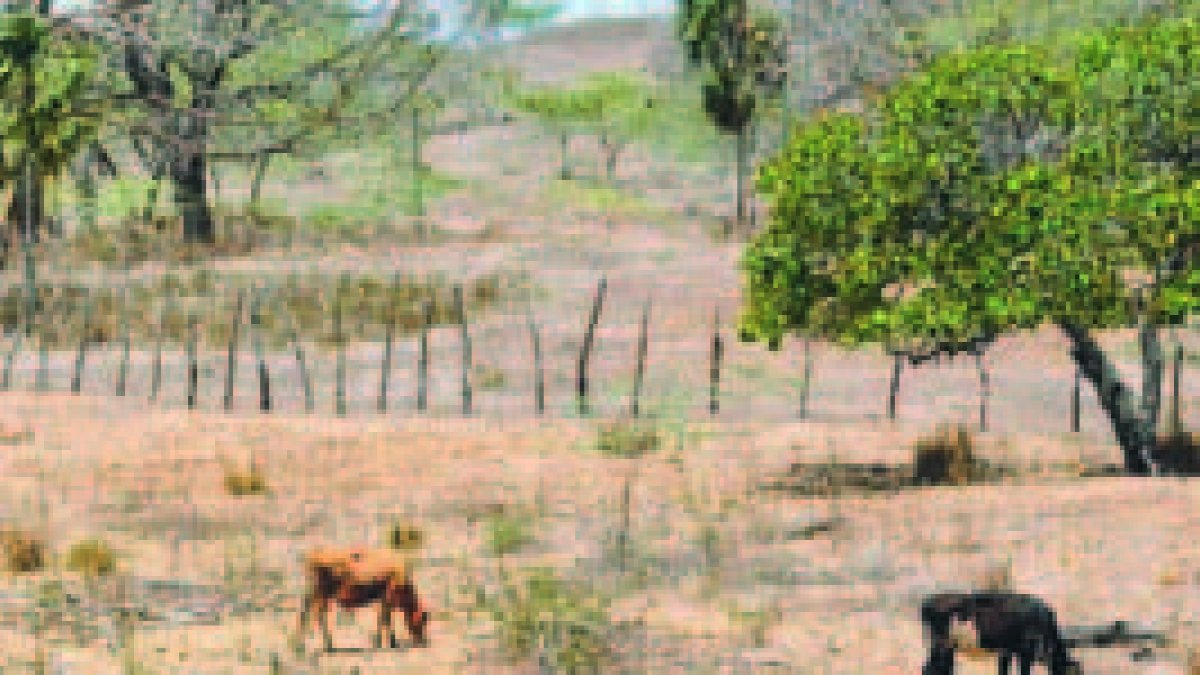Sequías  afectan a ganaderos