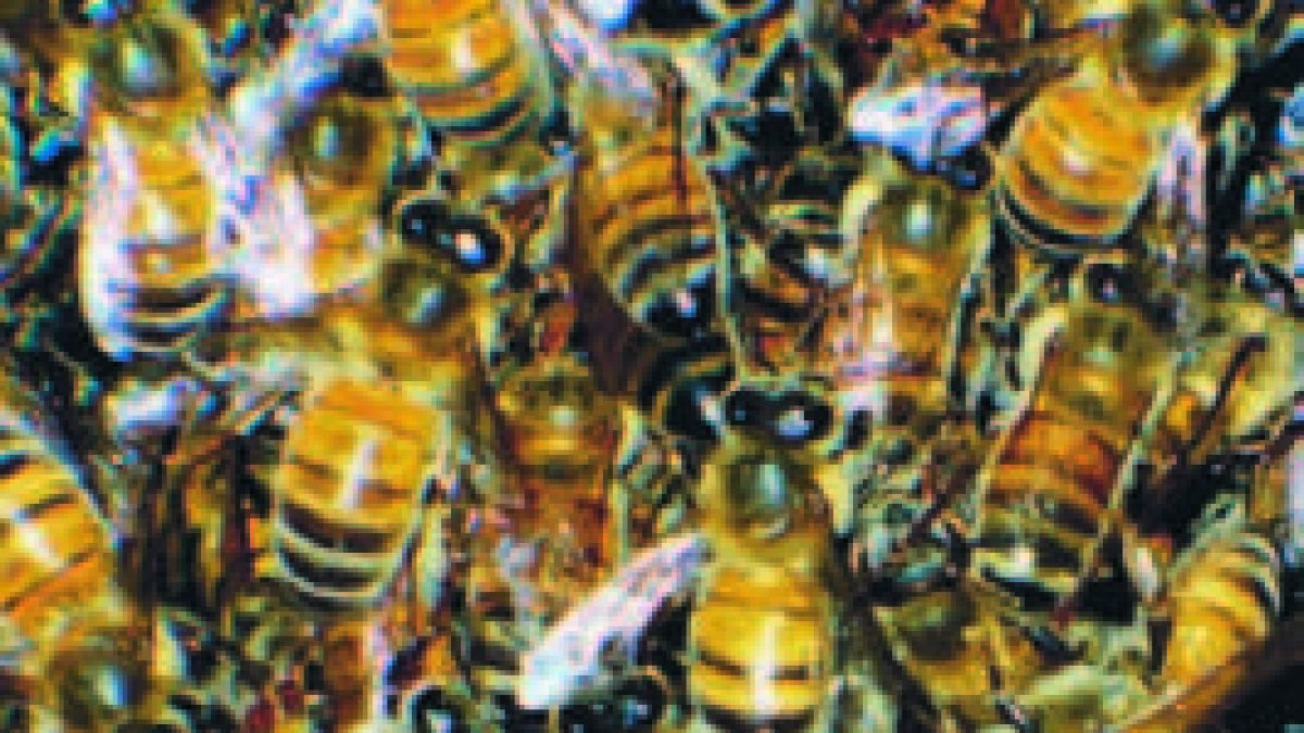 abejas