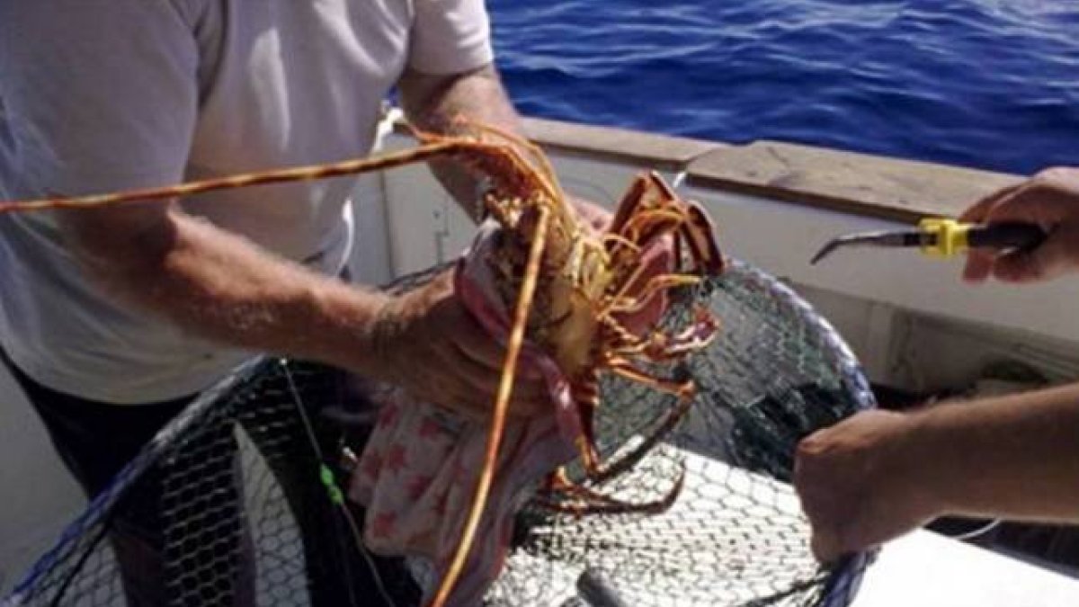 Langostas del Caribe