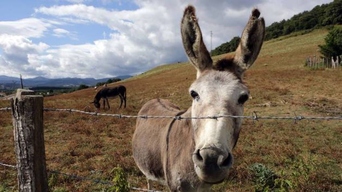 Video: Leche de burra para el queso más caro del mundo: 1.000 euros por kilo