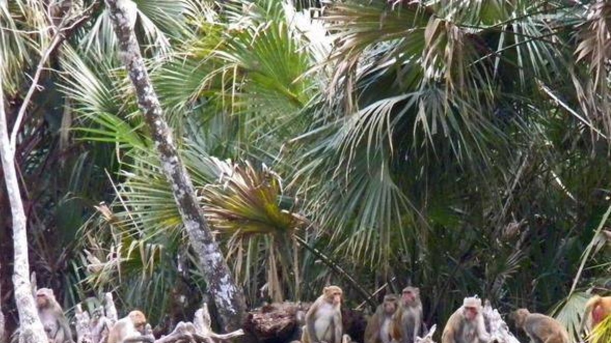 ¡Increíble! Parque se parece al «planeta de los simios» por invasión de ...