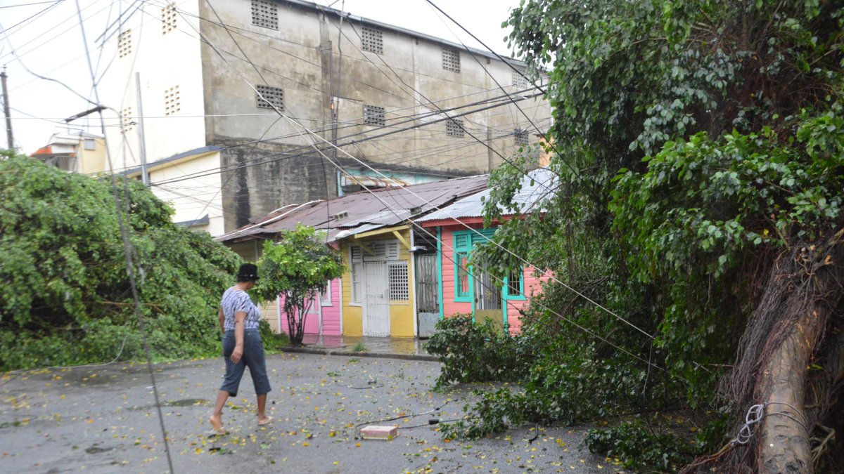 Dos árboles se desplomaron en Villa Juana. Hoy/ Napoleón Marte