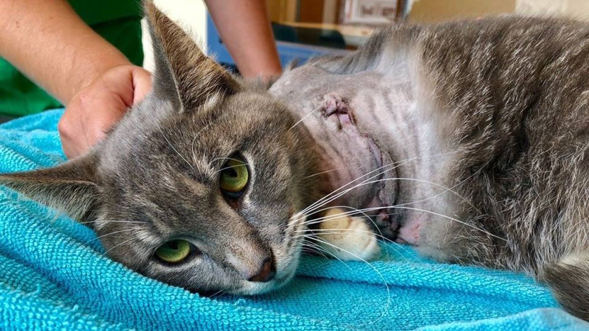 gato-pickles-ataron-pirotecnia-extremidades_0_0_960_597