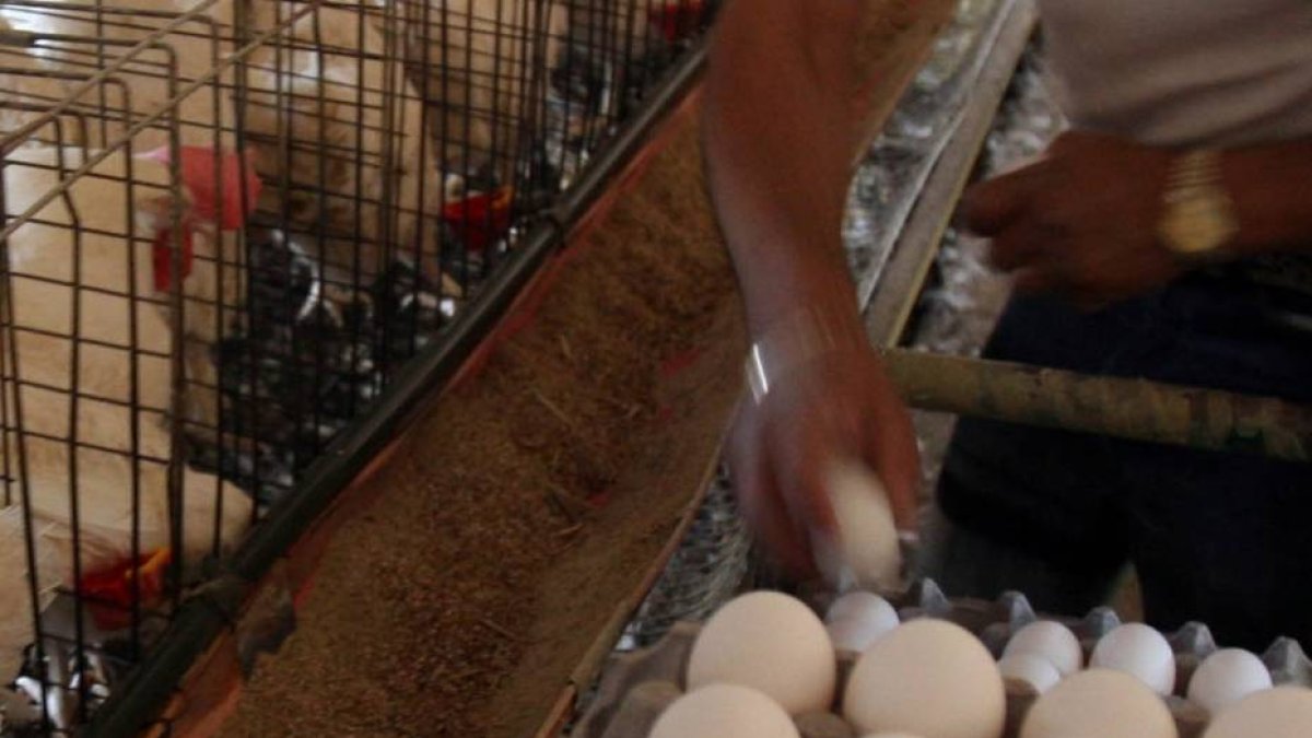 GRANJA AVICOLA EN ZAPOPAN JALISCO