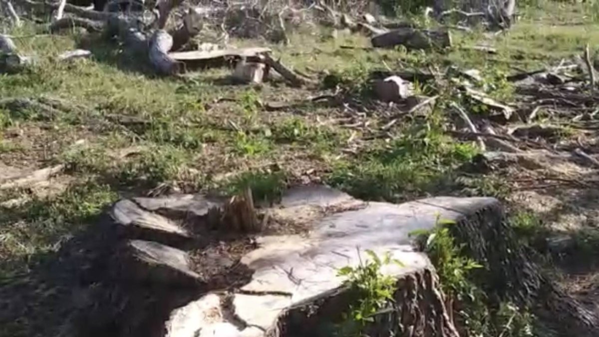 Denuncian tala indiscriminada e ilegal árboles en Puerto Plata