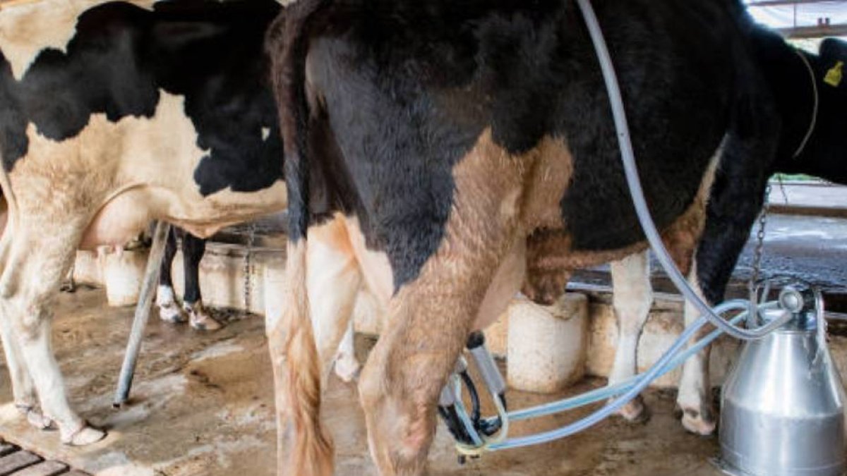 Vacas en salas de ordeño instaladas con préstamos blandos del Conaleche y el Banco Agrícola.