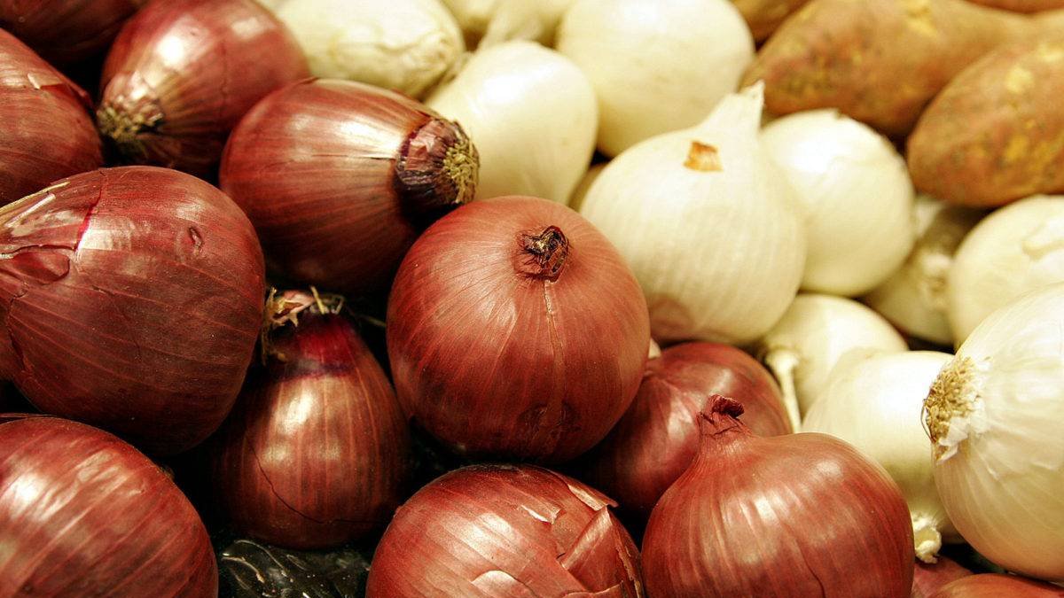 Cebollas. Fuente externa