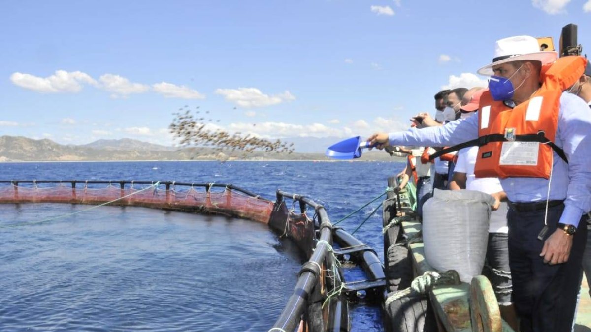 agricultura-tilapia-6a91-4e10-83b4-8712a796f046