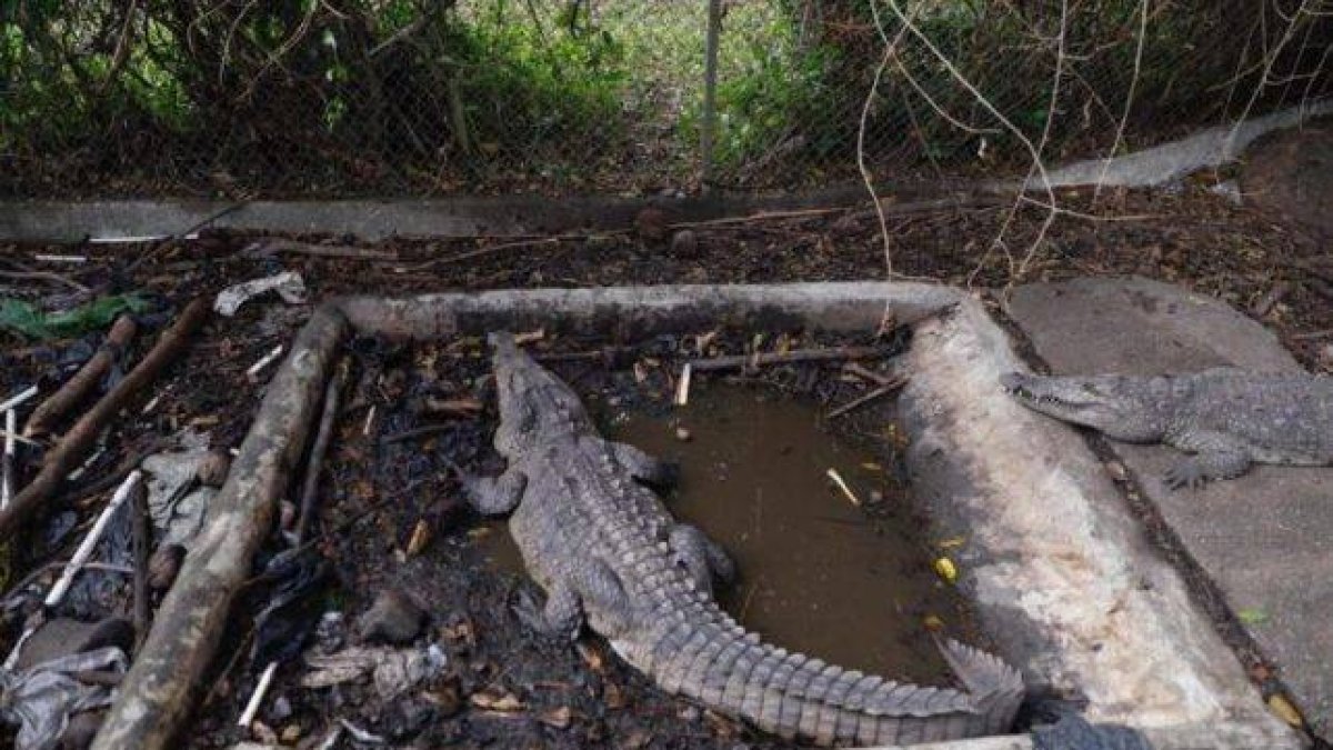 Cocodrilos del expelotero José Rijo