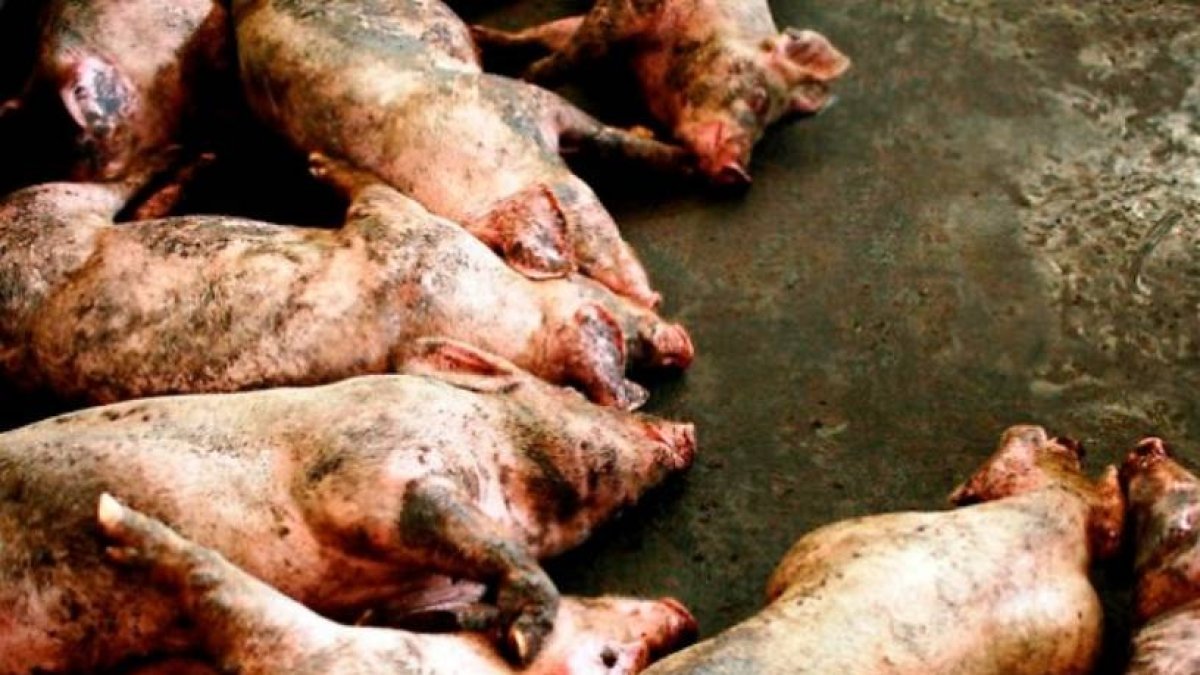 16_El Mundo_24_1,p01