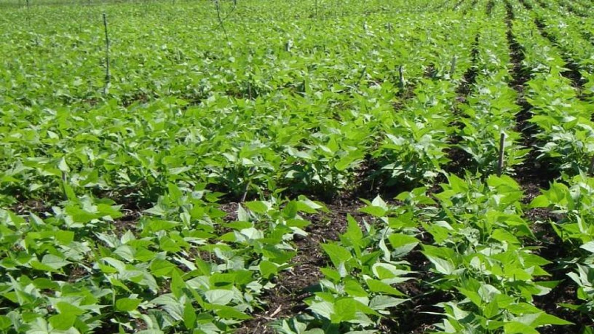 Ahora es más cara la siembra y campesinos lamentan.