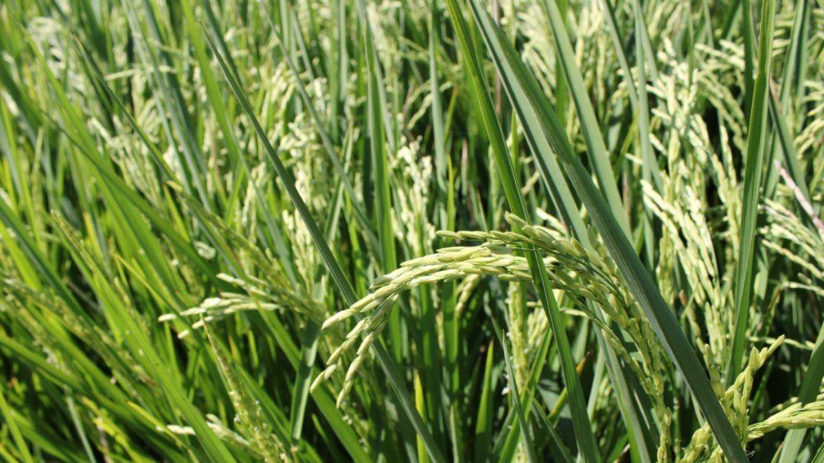 El arroz  entrará sin arancel al 2025