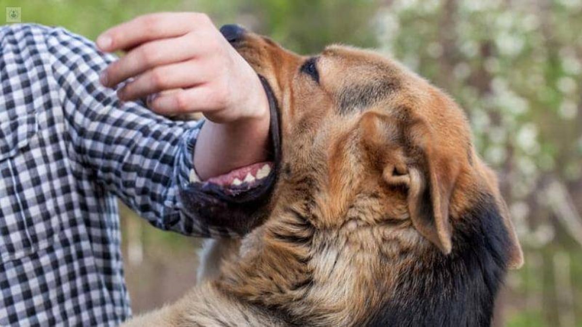 Se transmite cuando la saliva infectada por el virus penetra en el organismo a través de una herida o corte en la piel.