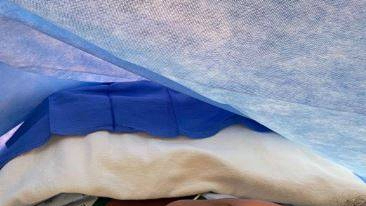 ¡Amara “la Negra” anuncia ya es mamá de dos mellizas!