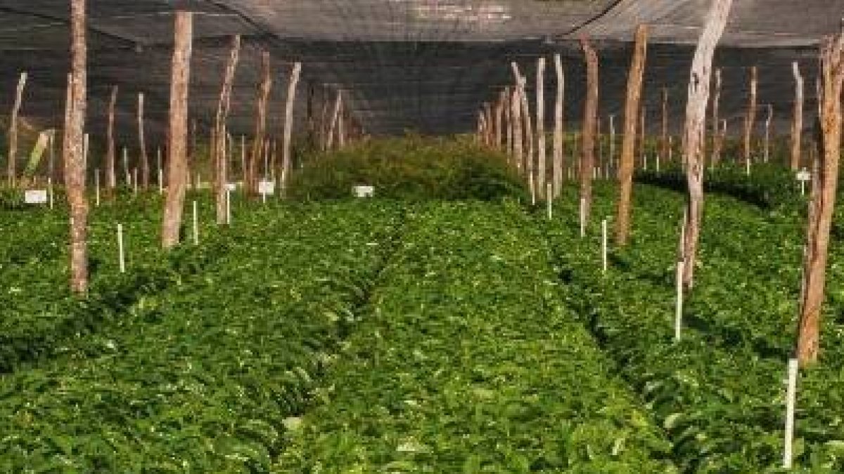 Uno de los viveros de plantas de café listas para la siembra.