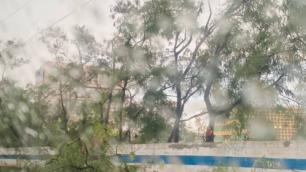 Arboles caídos en la avenida Máximo Gómez