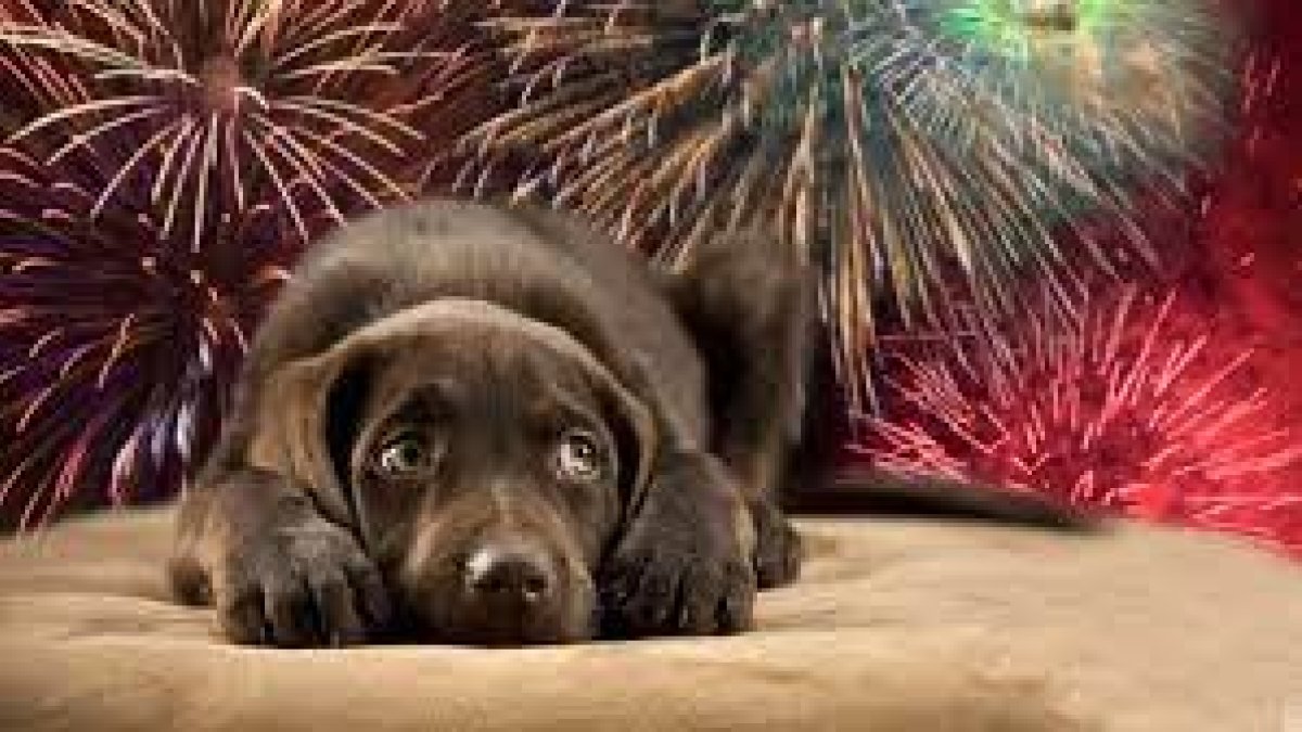 Cómo calmar a tu mascota del ruido de los fuegos artificiales en Navidad