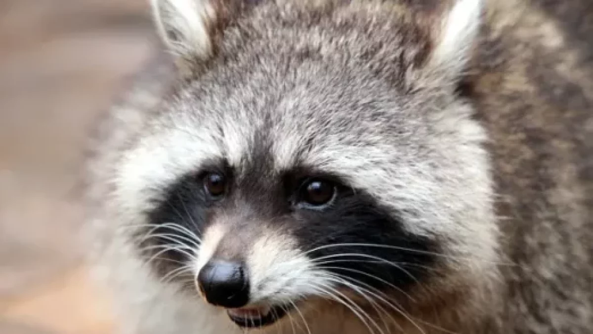 Entregarán mapache capturado en SDN sin exigir recompensa