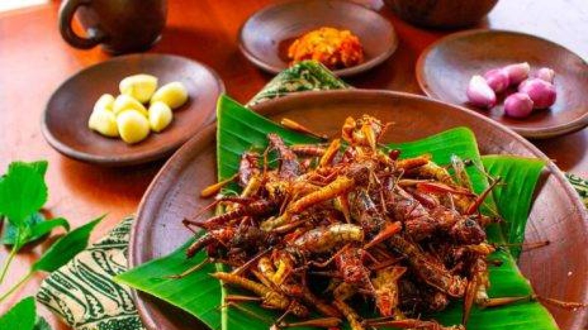 Comer insectos como alternativa sostenible, ¿estarías dispuesto?