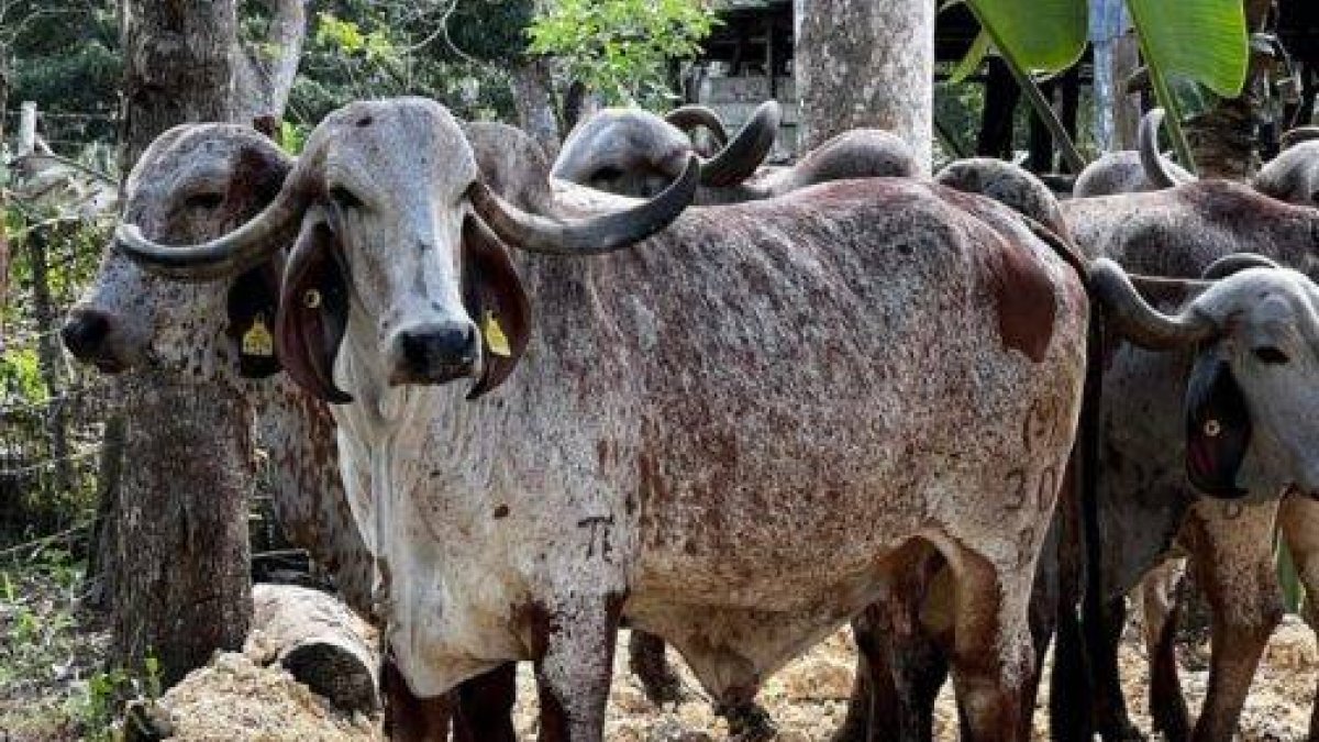 11_El País_10_2,p01