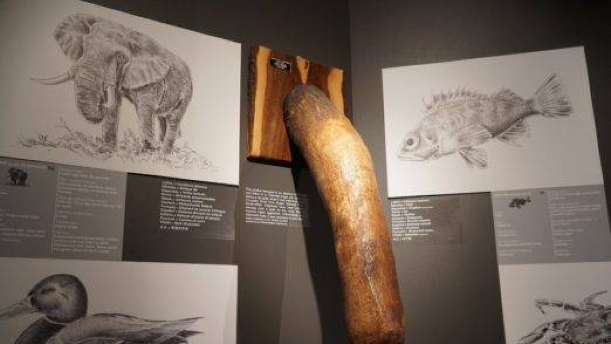 REIKIAVIK (ISLANDIA), 09/05/2023.- La única pinacoteca en el mundo dedicada a coleccionar,