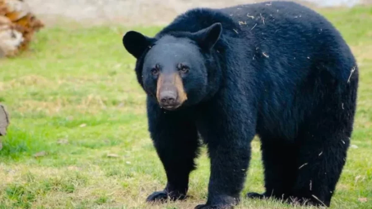 Oso negro. Fuente externa.