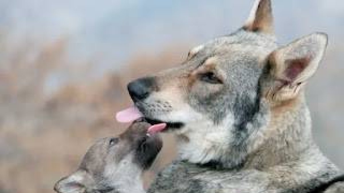 Pastora sobrevive ataque de lobo en Grecia tras luchar diez minutos