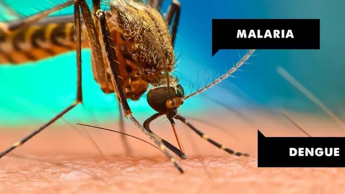 RD registra 7,790 casos sospechoso de dengue y 400 confirmados de malaria