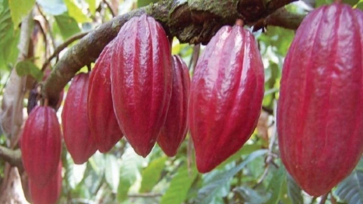 Una de las variedades de cacao del paós.