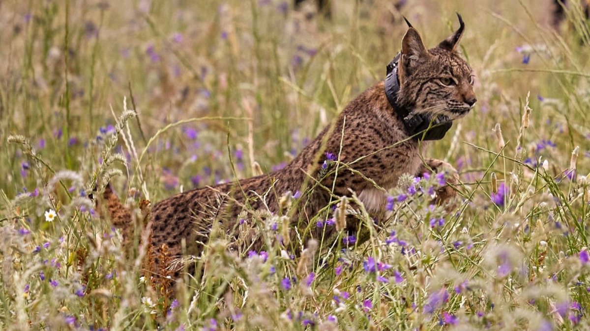 lince ibérico.