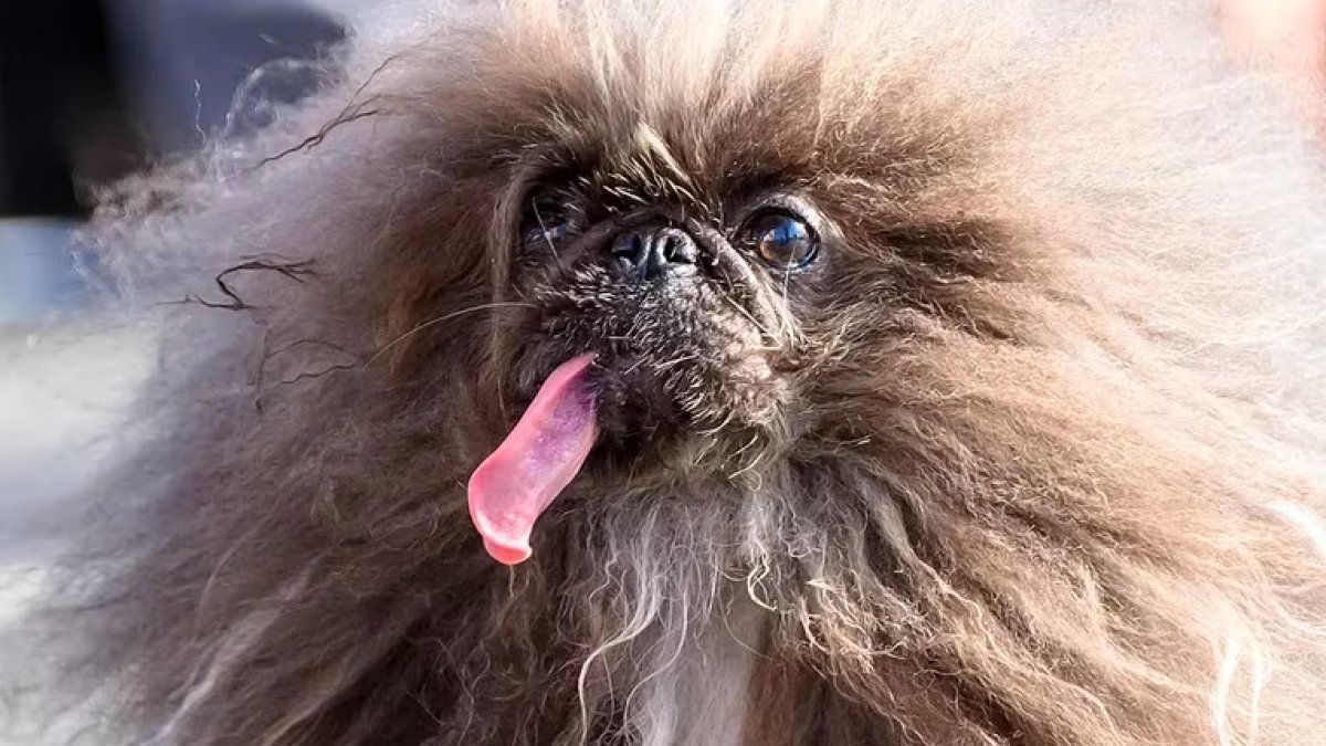 Wild Thang se coronó como el perro más feo del mundo durante la competencia anual World's Ugliest Dog. (Josh Edelson/AFP)