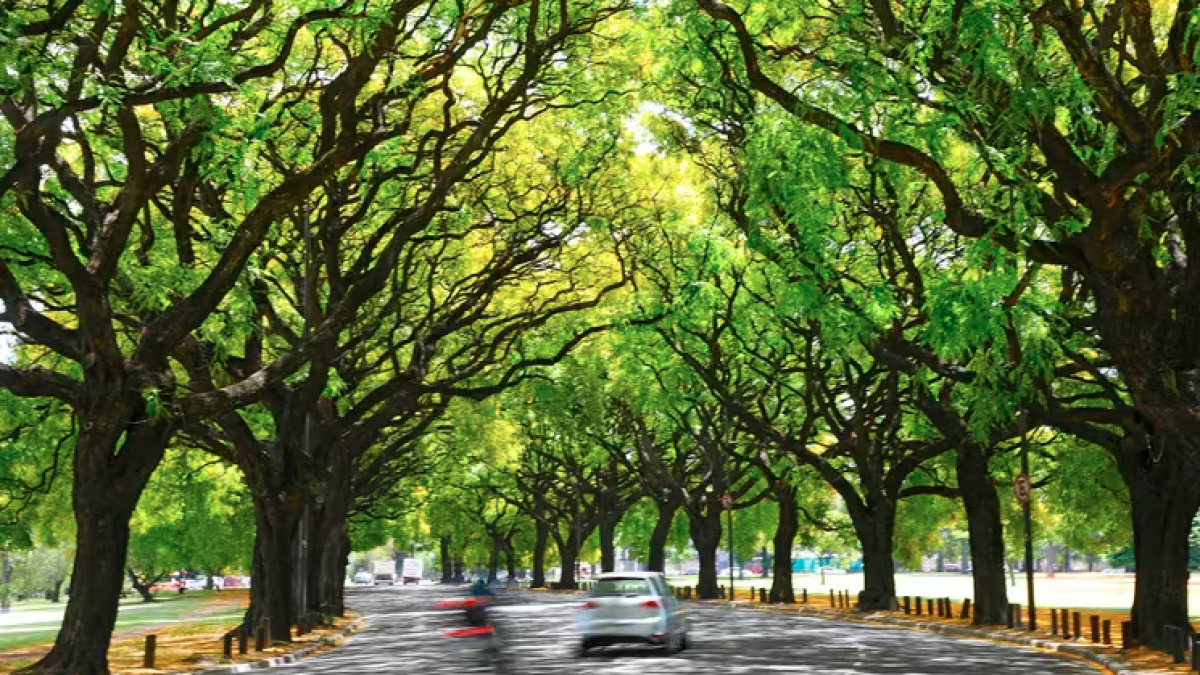 Los arboles son sumamente importantes ya que son quienes purifican el aire y contribuyen a regular el clima.