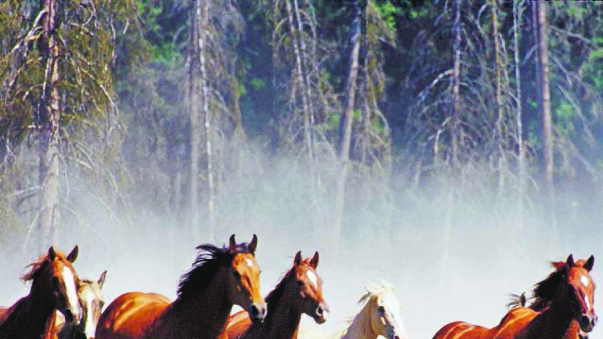 Caballos. Fuente Externa.