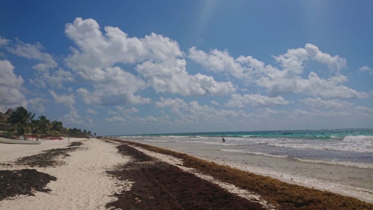 El sargazo afecta a los países de El Caribe.