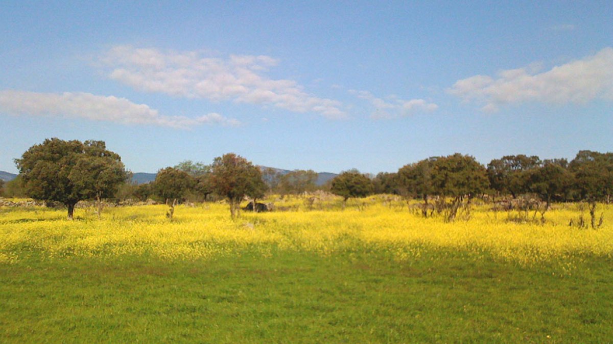 Interés estratégico para EE.UU y apuesta de RD a Alianza con ese país harán posible explotación de tierras raras.