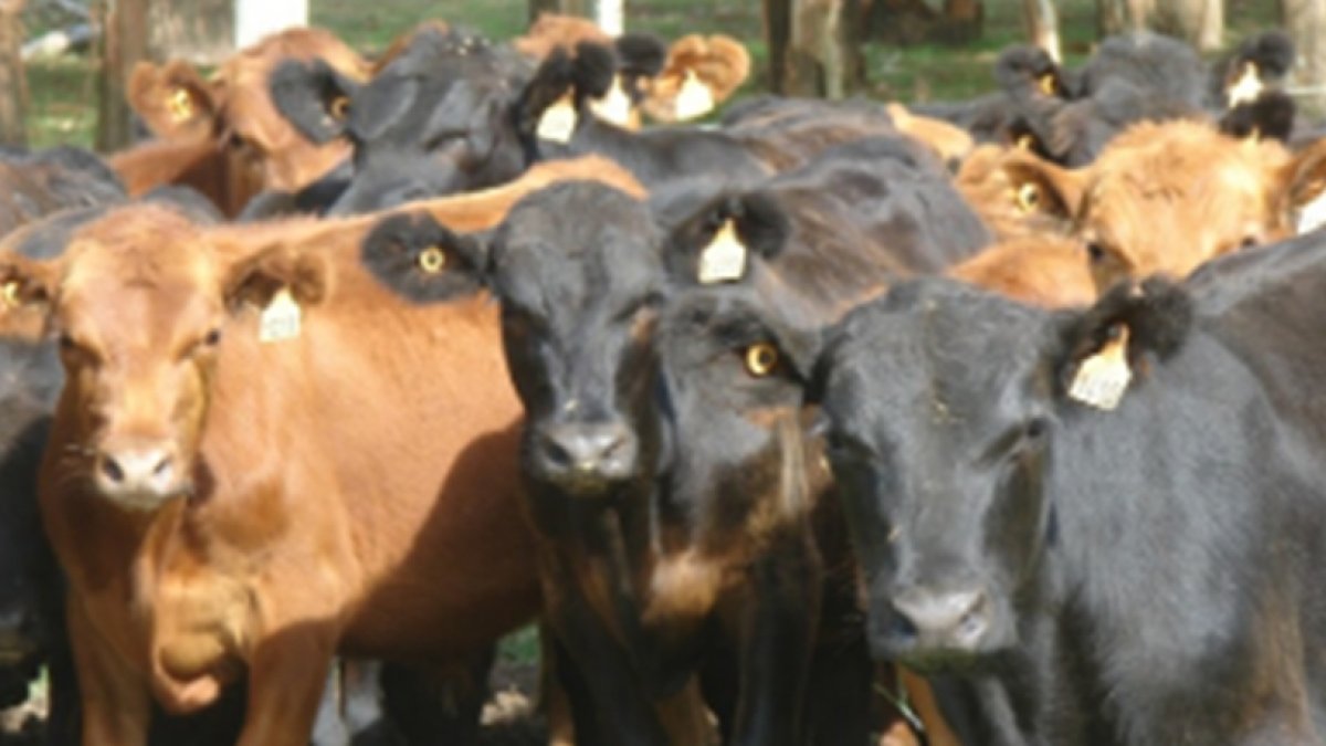 Promegan afirma respalda producción ganadera del Este
