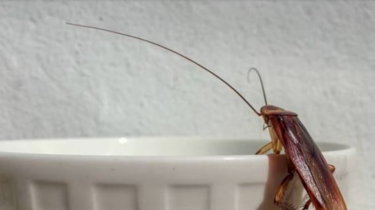 Adiós a las cucarachas: cuál es la planta aromática que sirve para ahuyentarlas del hogar