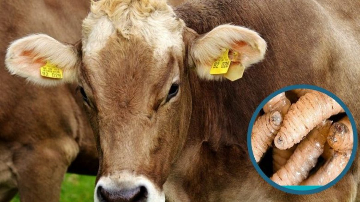 El gusano barrenador diezma al ganado.