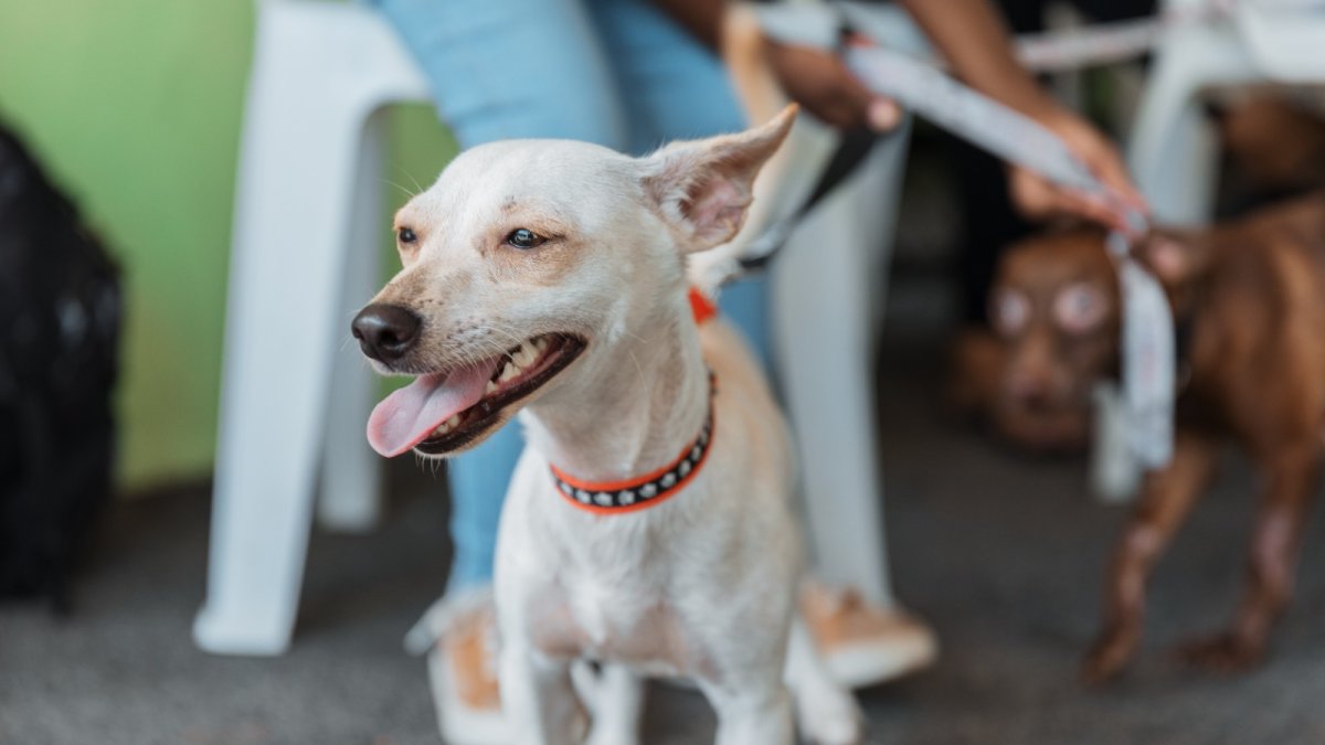 Más de 100 perros y gatos fueron esterilizados, vacunados y desparasitantes