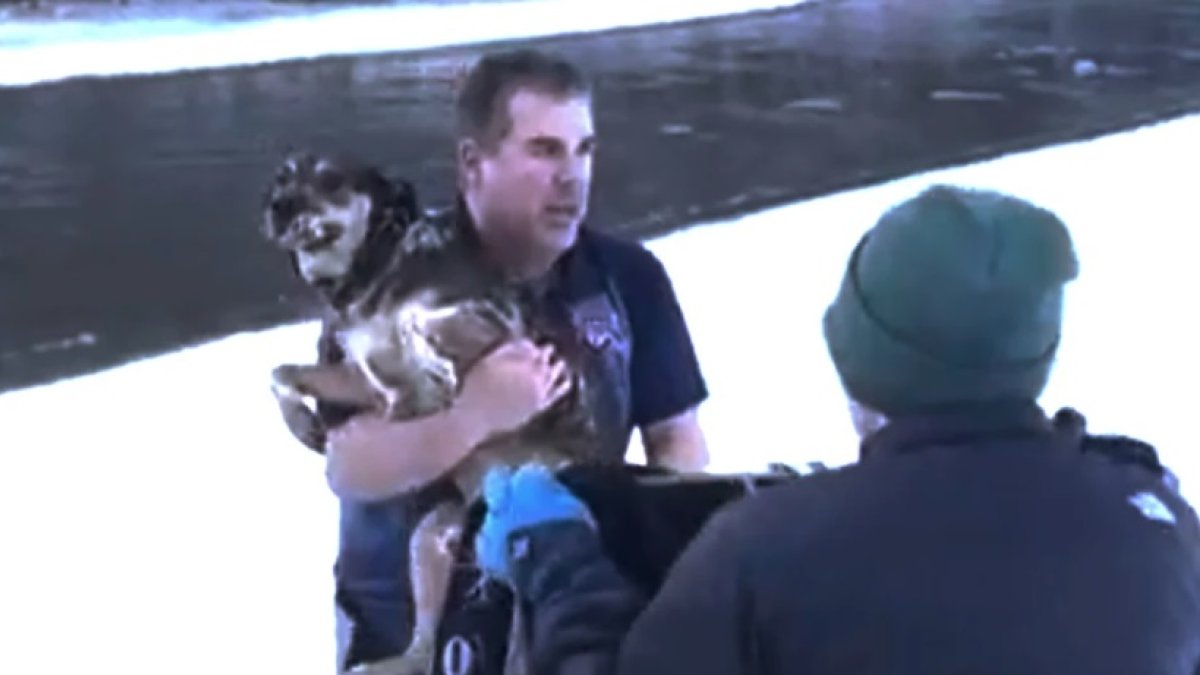 Vea aquí el dramático rescate de un perro de río helado en Vermont