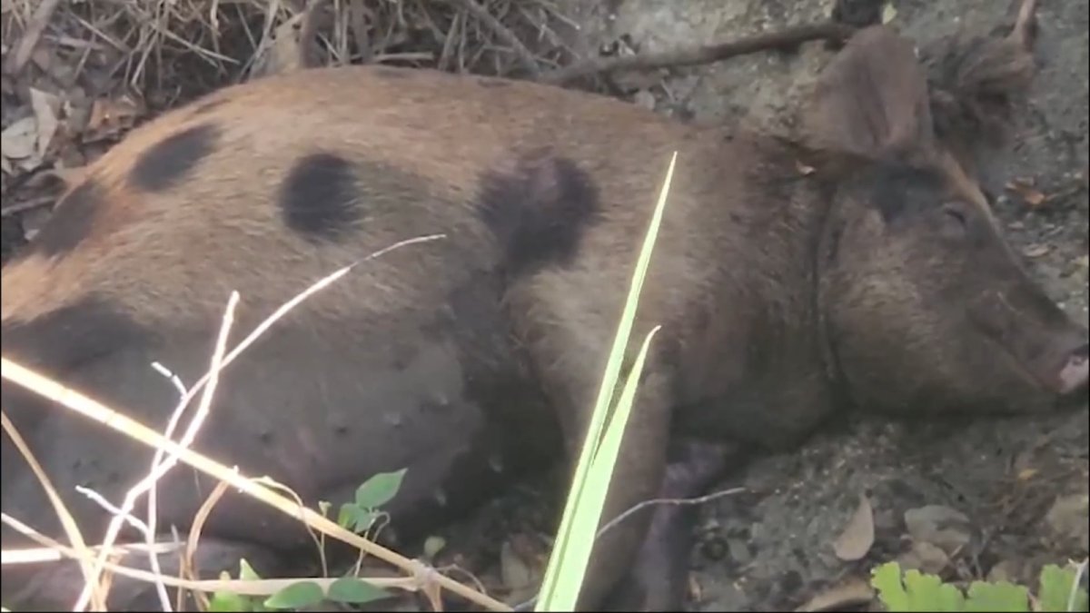 WhatsApp Image 2025-03-20 at 7.23.13 PM (1)