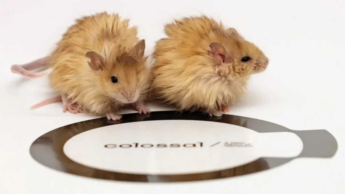Dos ejemplares de ratones lanudos, presentados por la empresa de bioingeniería Colossal.
